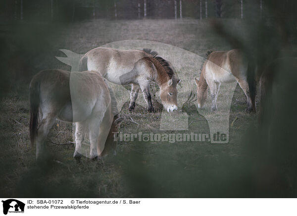 stehende Przewalskipferde / standing Asian Wild Horses / SBA-01072