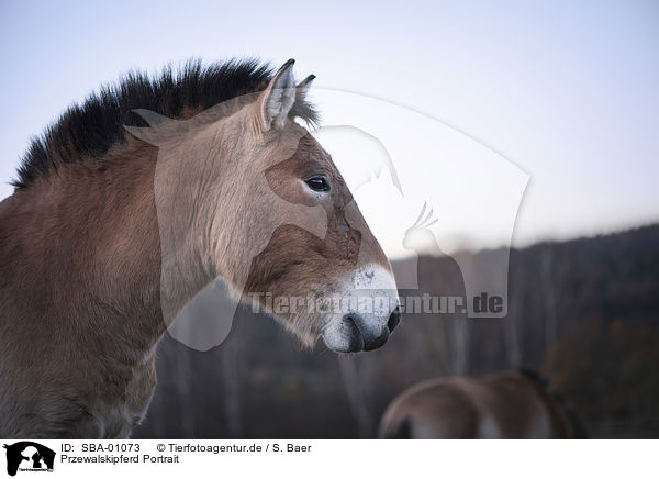 Przewalskipferd Portrait / SBA-01073