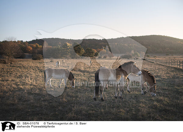 stehende Przewalskipferde / standing Asian Wild Horses / SBA-01078
