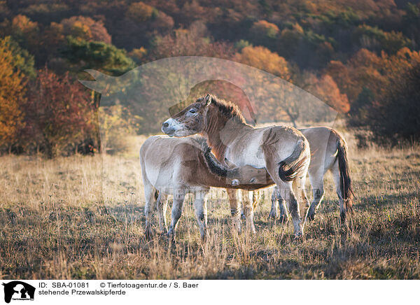 stehende Przewalskipferde / standing Asian Wild Horses / SBA-01081
