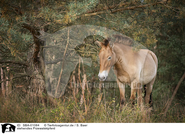 stehendes Przewalskipferd / standing Asian Wild Horse / SBA-01084