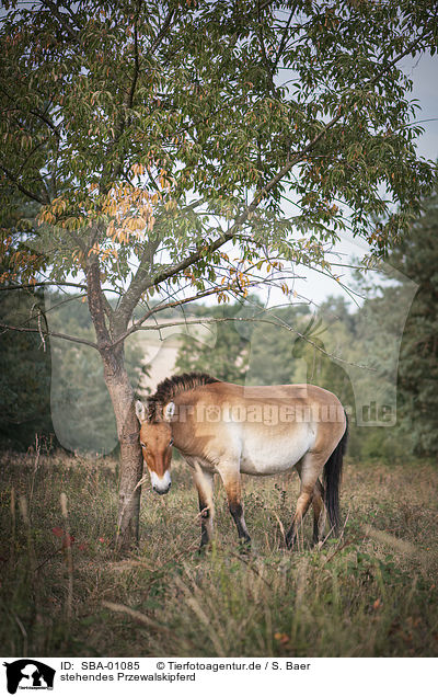 stehendes Przewalskipferd / standing Asian Wild Horse / SBA-01085