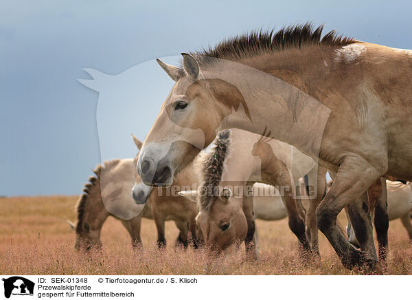 Przewalskipferde / Asian Wild Horses / SEK-01348