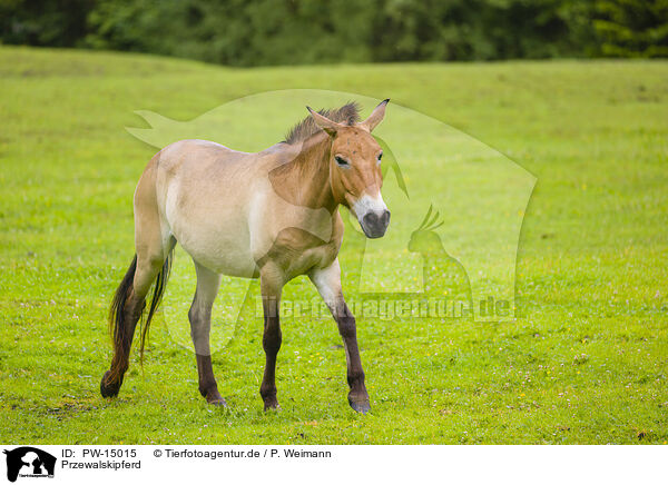Przewalskipferd / Asian wild horse / PW-15015