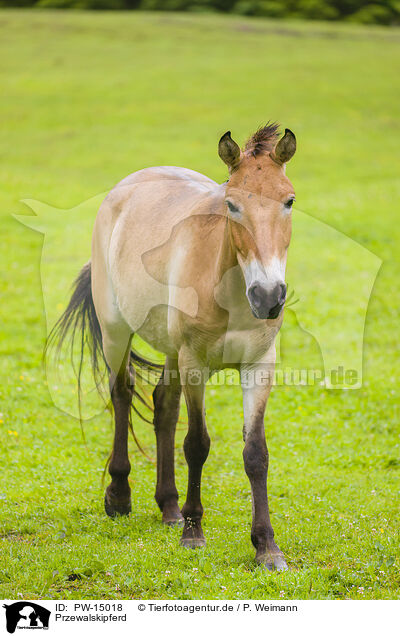 Przewalskipferd / Asian wild horse / PW-15018
