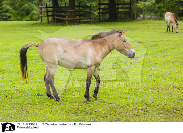 Przewalskipferd / Asian wild horse / PW-15019