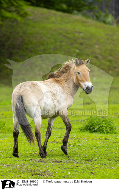 Przewalskipferd / Przewalski?s horse / DMS-16960