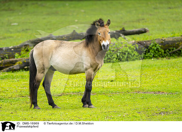 Przewalskipferd / Przewalski?s horse / DMS-16969