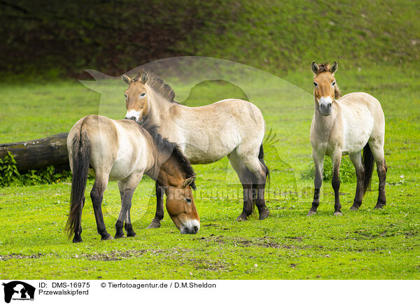 Przewalskipferd / Przewalski?s horse / DMS-16975