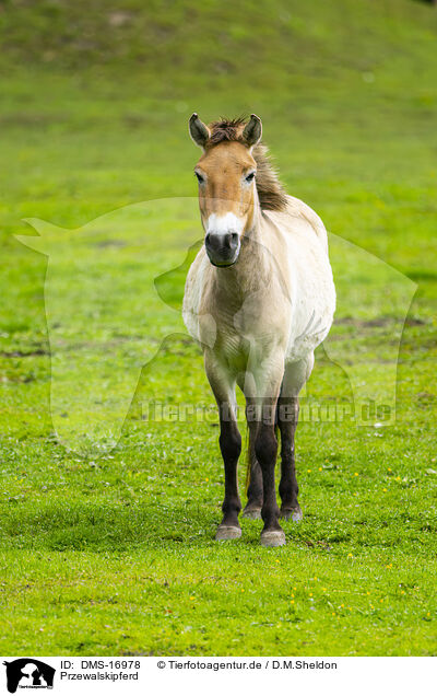 Przewalskipferd / Przewalski?s horse / DMS-16978