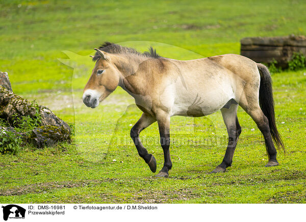 Przewalskipferd / DMS-16981