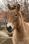 Przewalski-Pferd Portrait