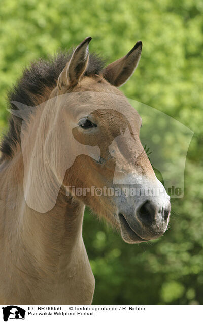 Przewalski Wildpferd Portrait / wild horse portrait / RR-00050