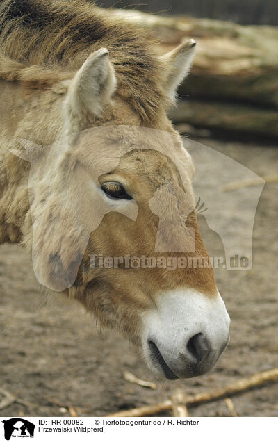 Przewalski Wildpferd / wild horse portrait / RR-00082