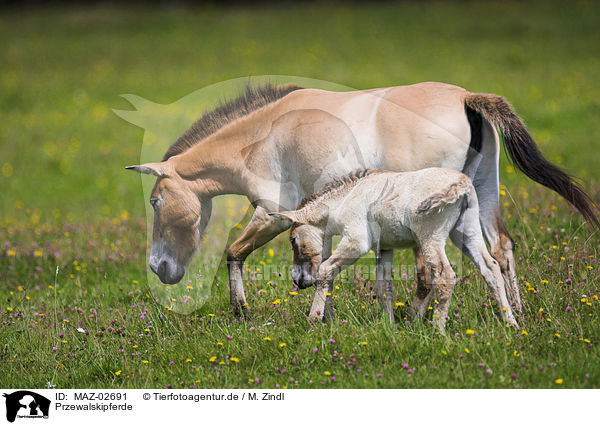 Przewalskipferde / Asian wild horses / MAZ-02691