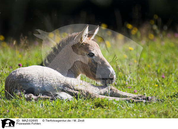 Przewalski Fohlen / Asian wild horse foal / MAZ-02695