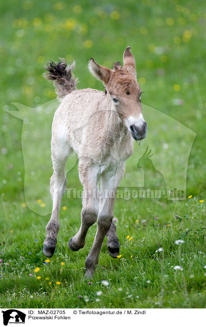 Przewalski Fohlen / Asian wild horse foal / MAZ-02705