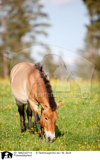 Przewalskipferd / Asian wild horse / MAZ-02714