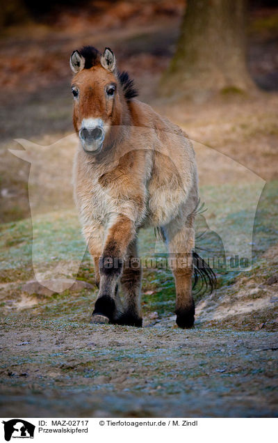 Przewalskipferd / Asian wild horse / MAZ-02717