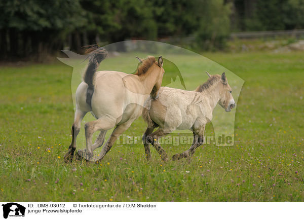 junge Przewalskipferde / young Przewalski horses / DMS-03012