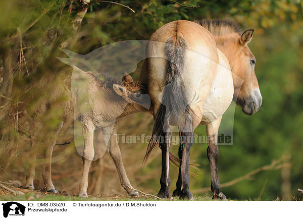 Przewalskipferde / Przewalski horses / DMS-03520