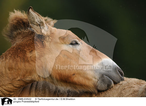 junges Przewalskipferd / young Przewalski horse / DMS-03522