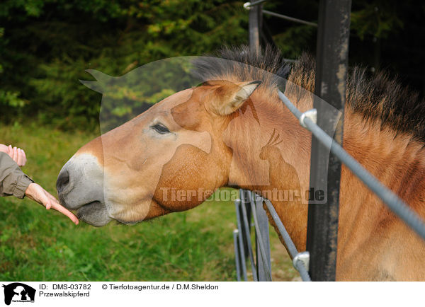 Przewalskipferd / Przewalskis horse / DMS-03782