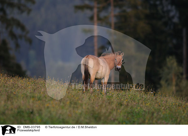Przewalskipferd / Przewalskis horse / DMS-03795