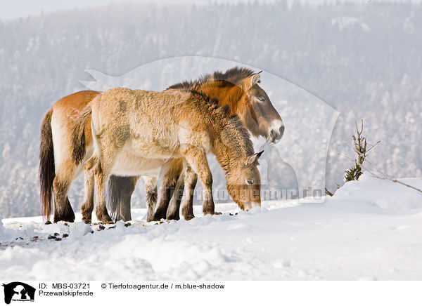 Przewalskipferde / Przewalski horses / MBS-03721