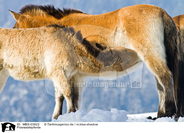 Przewalskipferde / Przewalski horses / MBS-03822