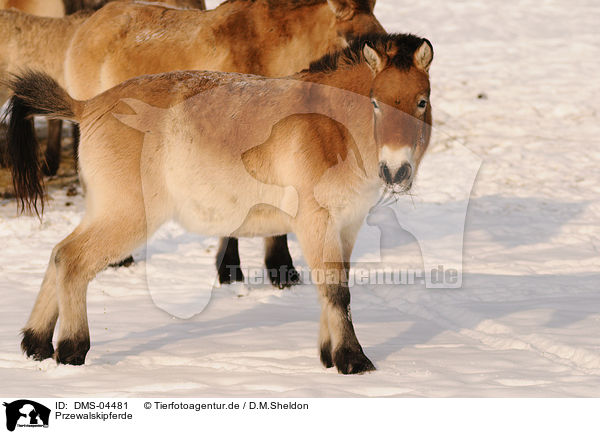 Przewalskipferde / Przewalski horses / DMS-04481