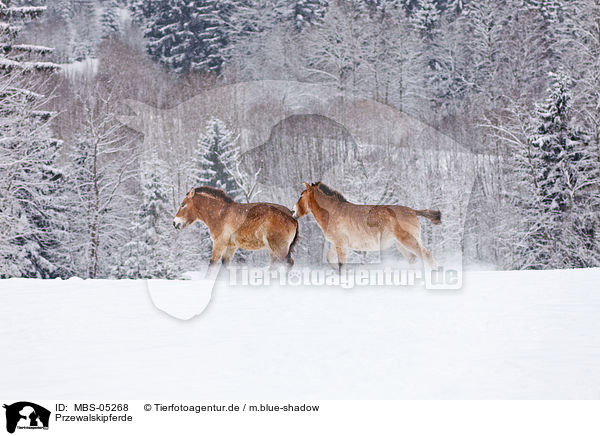 Przewalskipferde / MBS-05268