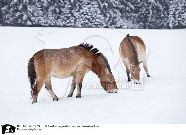 Przewalskipferde / MBS-05273