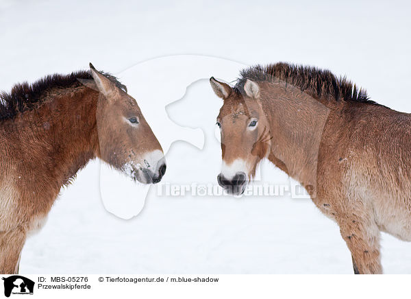 Przewalskipferde / MBS-05276