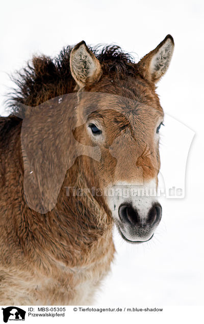 Przewalskipferd / Przewalski horse / MBS-05305