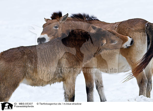 Przewalskipferde / Przewalski horses / MBS-05307