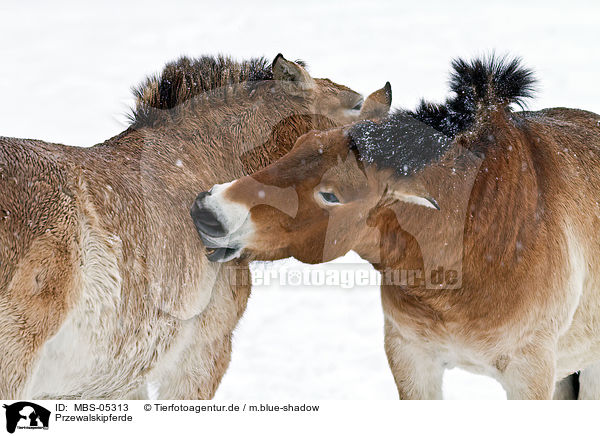 Przewalskipferde / Przewalski horses / MBS-05313