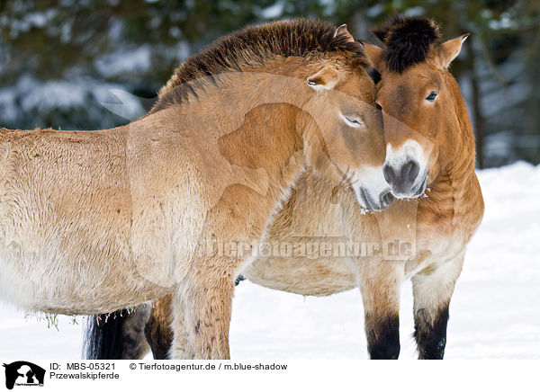 Przewalskipferde / MBS-05321
