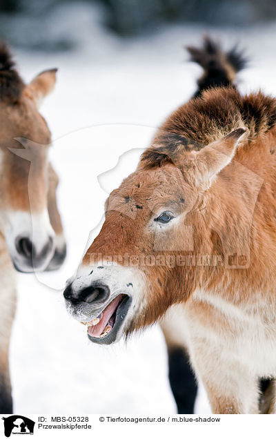 Przewalskipferde / Przewalski horses / MBS-05328