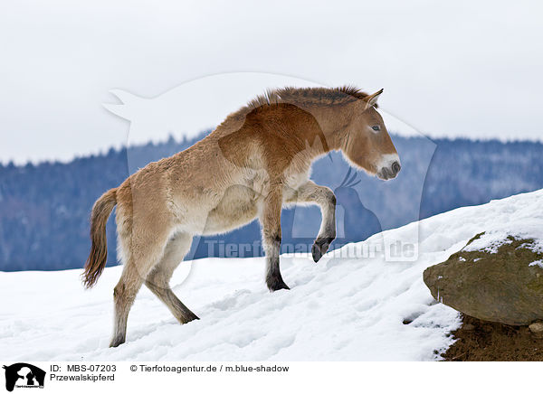 Przewalskipferd / Przewalski wild horse / MBS-07203
