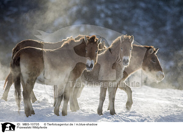 Przewalski Wildpferde / MBS-10705