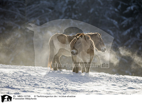Przewalski Wildpferde / Przewalski's Horses / MBS-10706
