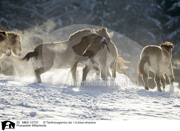 Przewalski Wildpferde / MBS-10707