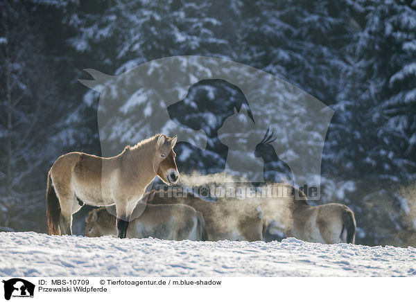 Przewalski Wildpferde / Przewalski's Horses / MBS-10709