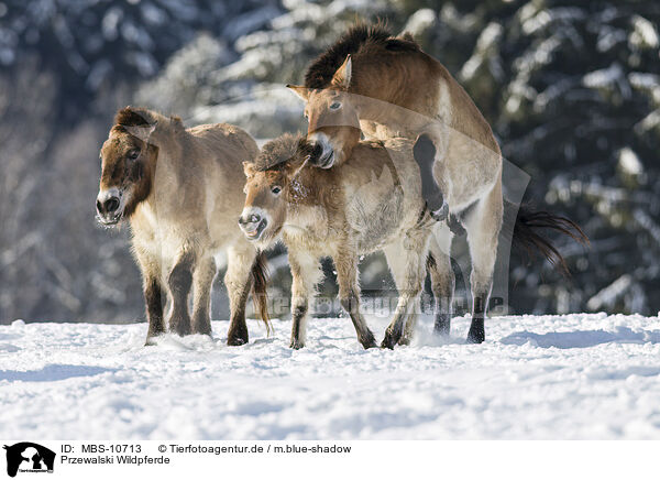 Przewalski Wildpferde / Przewalski's Horses / MBS-10713