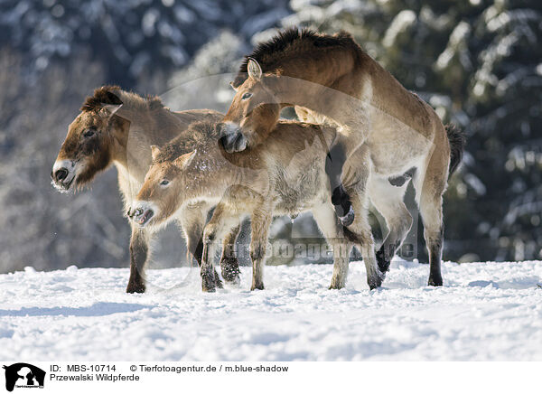 Przewalski Wildpferde / Przewalski's Horses / MBS-10714