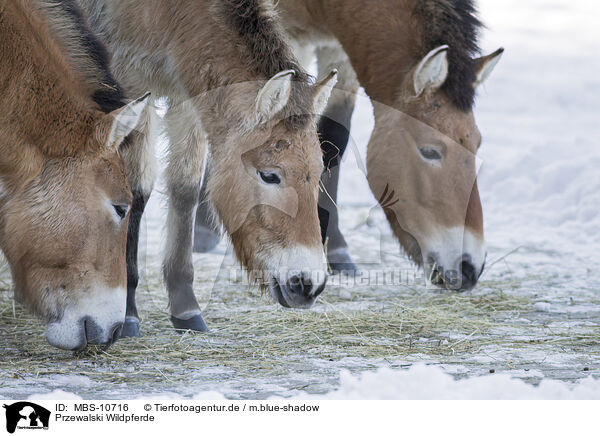 Przewalski Wildpferde / Przewalski's Horses / MBS-10716