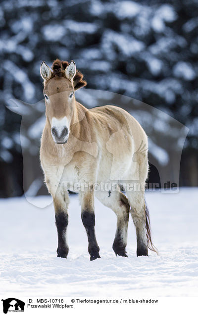 Przewalski Wildpferd / Przewalski's Horse / MBS-10718
