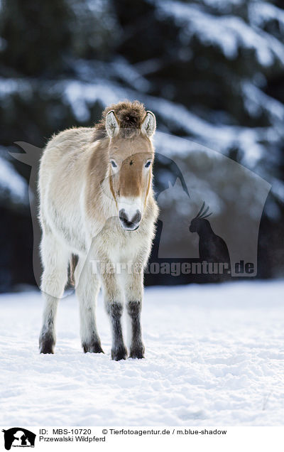 Przewalski Wildpferd / Przewalski's Horse / MBS-10720