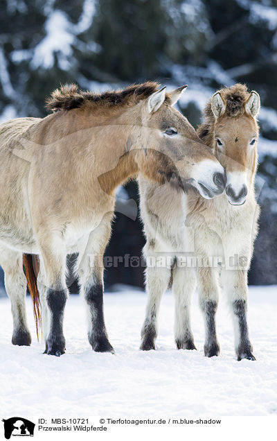 Przewalski Wildpferde / MBS-10721